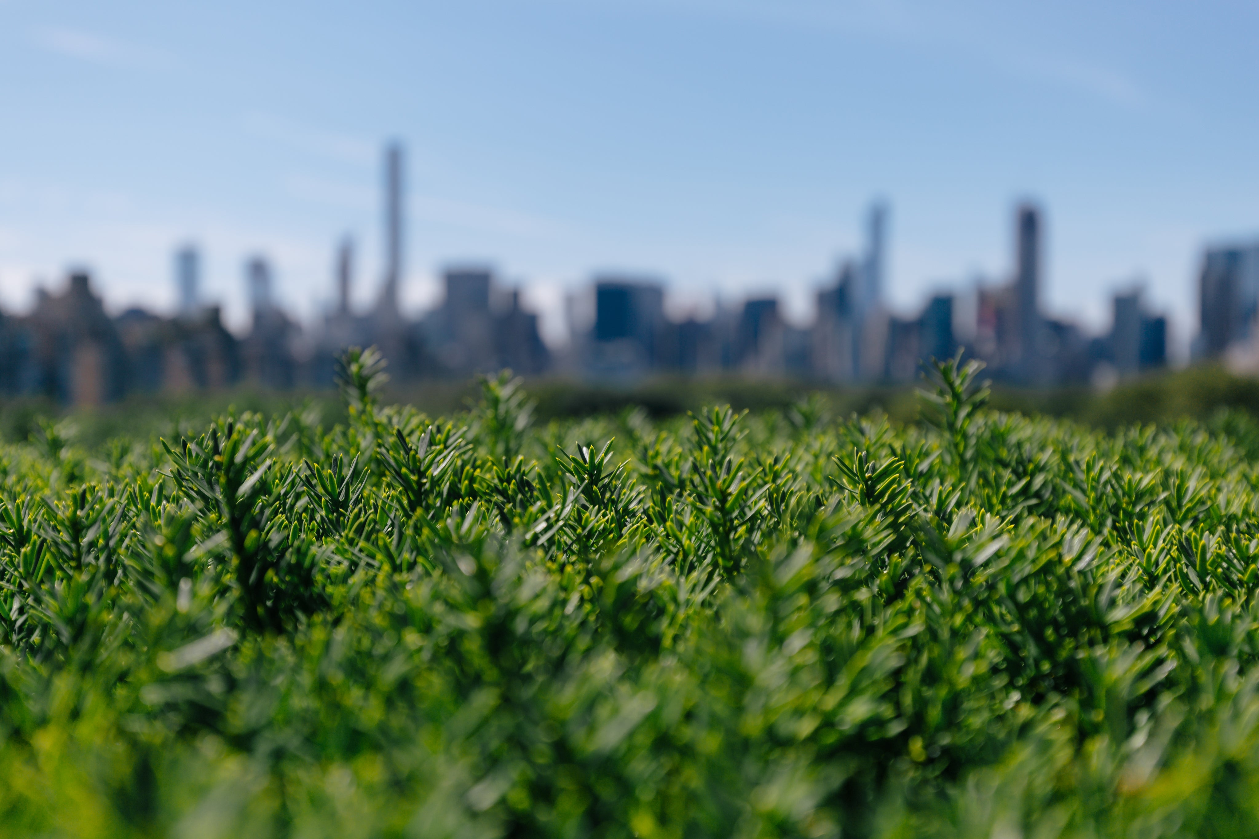 city-behind-greenery.jpg
