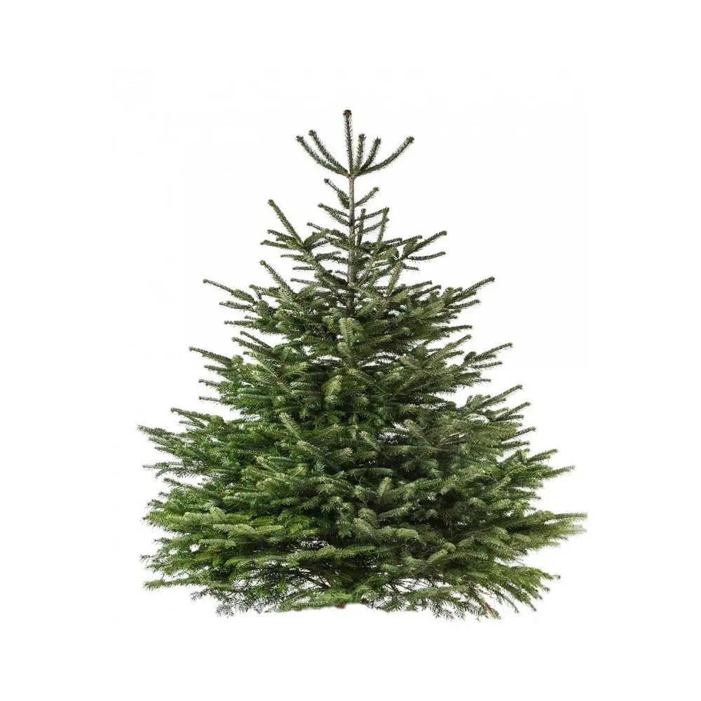 Normann kerstboom Abies 125-150 cm (gezaagd)